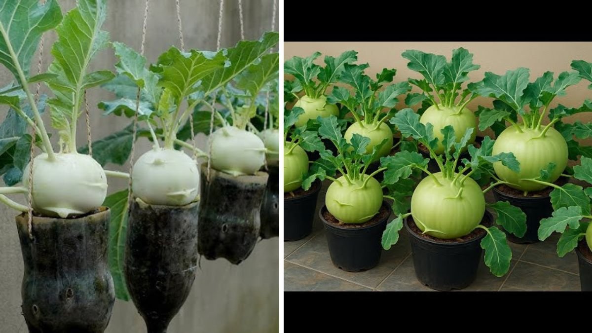 Brilliant Ideas: How to Grow Kohlrabi in Tires for Beginners