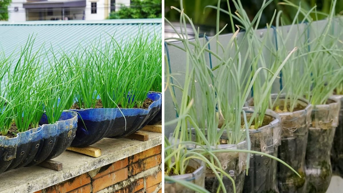 Grow Onions and Garlic Vertically: Recycling Plastic Bottles for Urban Gardens (2026 Guide)