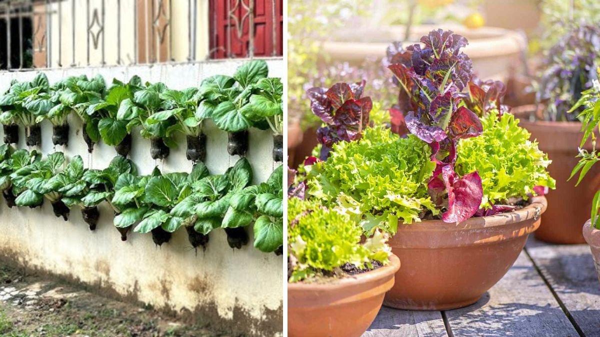 Amazing Colorful Vegetable Garden on Wall | Growing Vegetables with