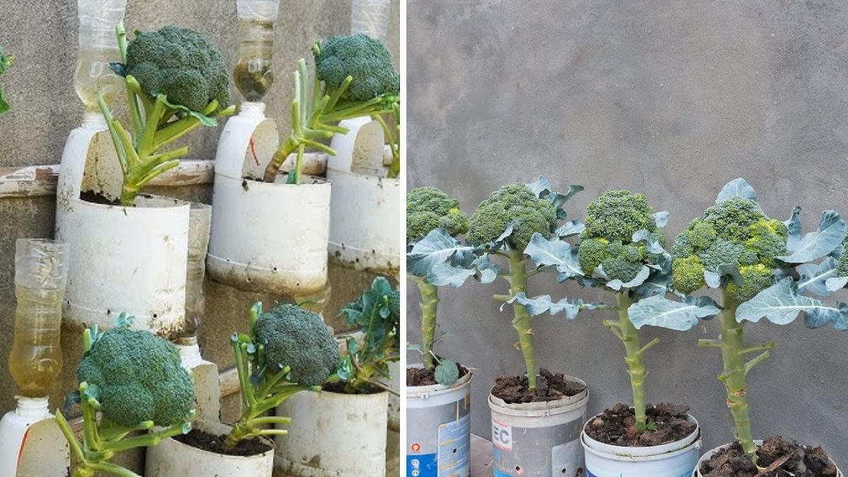 Recycling Plastic Containers to Grow Broccoli at Home: A Sustainable Gardening Guide