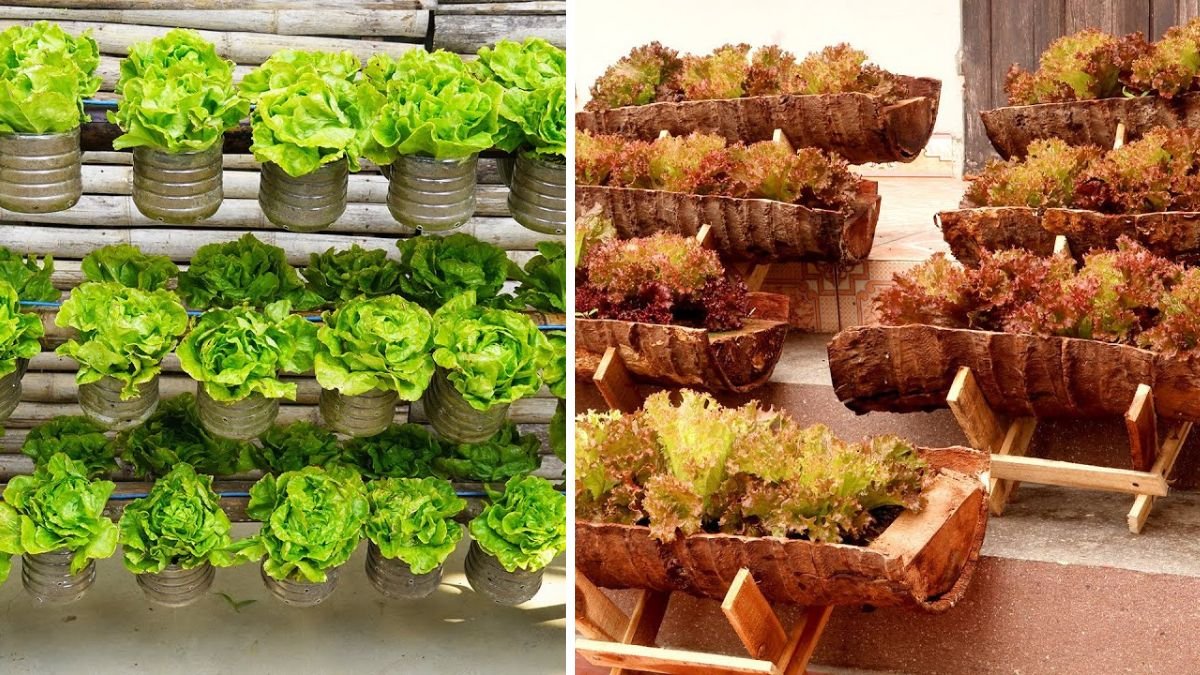 Brilliant Idea | Use Coconut Trees to Grow Purple Lettuce at Home – Eco-Friendly Gardening Tips