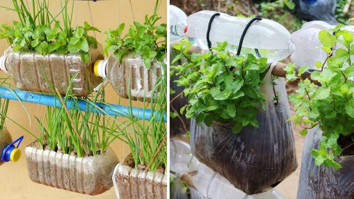 Amazing Ideas to Recycle Plastic Bottles and Grow Fresh Mint at Home