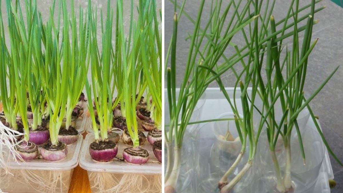Excellent Idea | Hydroponic Garlic Onion Cultivation at Home for Beginners