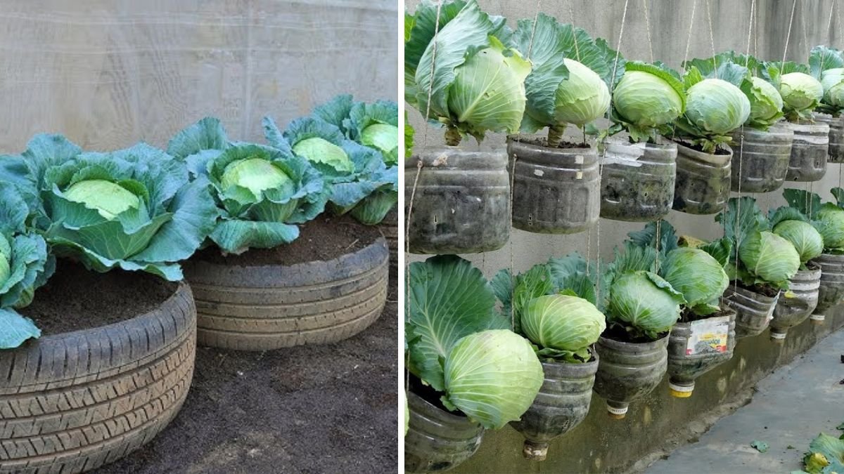 Brilliant Ideas for Growing Cabbage at Home — Easy for Beginners