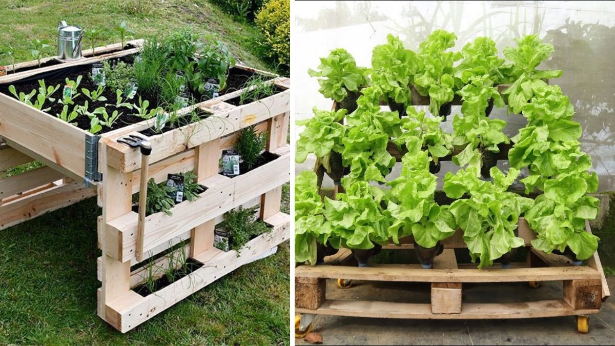 Recycling Pallets to Grow Vegetables at Home – Easy for Beginners