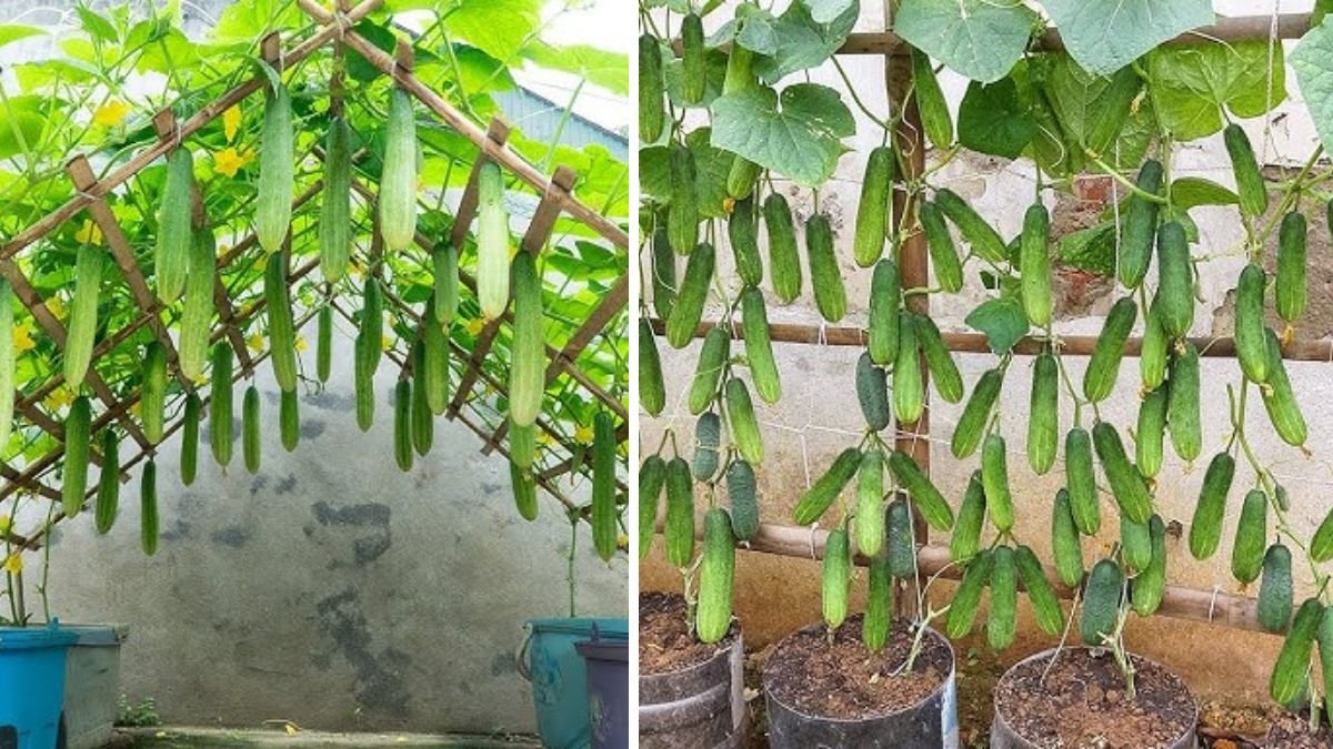 Amazing Idea: Growing Cucumbers at Home Produces Many Fruits — Simple High-Yield Guide
