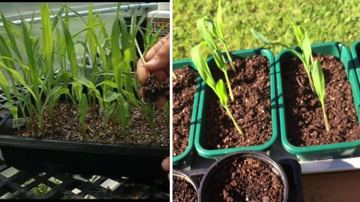 How to Grow Corn Sprouts at Home to Make Healthy Drinking Water: Easy Step-by-Step Guide