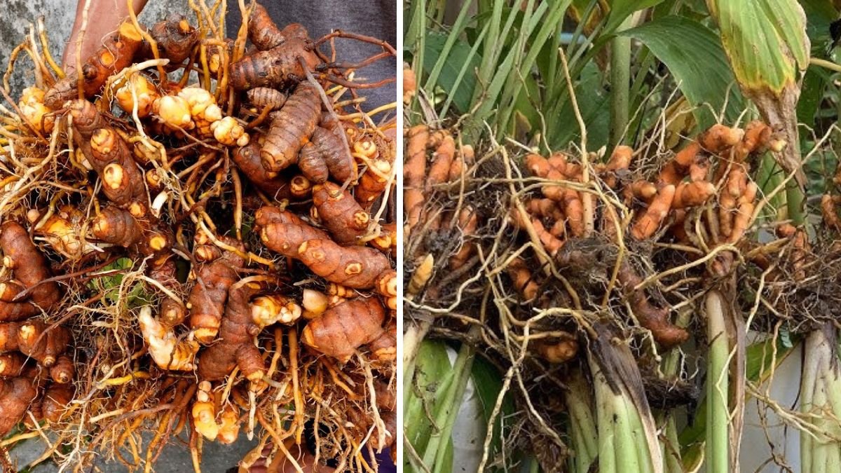 Amazing Idea | Growing Turmeric at Home, Easy for Beginners | TEO