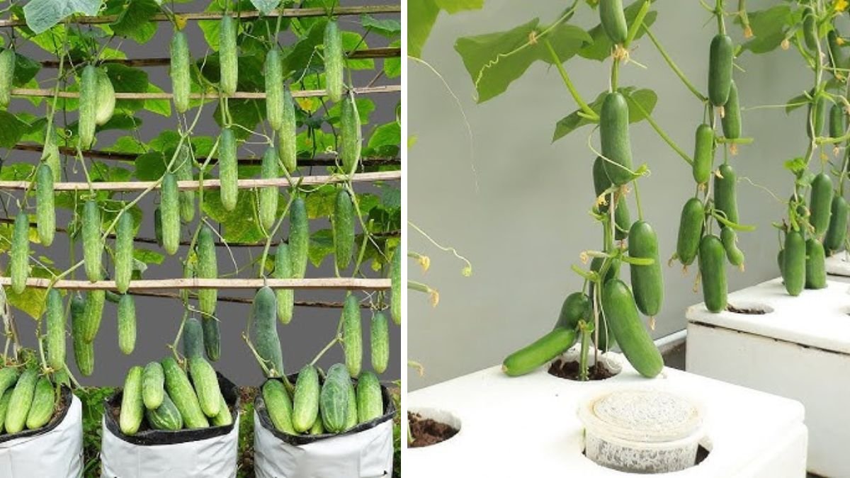 How to Grow Large, Delicious, and Abundant Cucumbers at Home