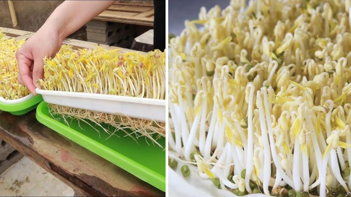 Try It Now | How to Grow Bean Sprouts Fastest & Easiest at Home