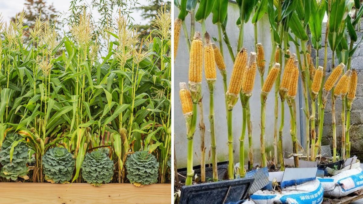 How to Grow Corn at Home for Beginners: Terrace Gardening Made Easy