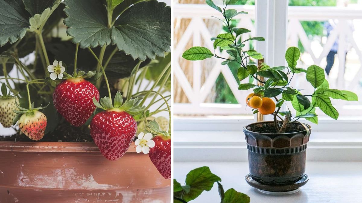 Delicious, High-Yield Fruits You Can Easily Grow at Home