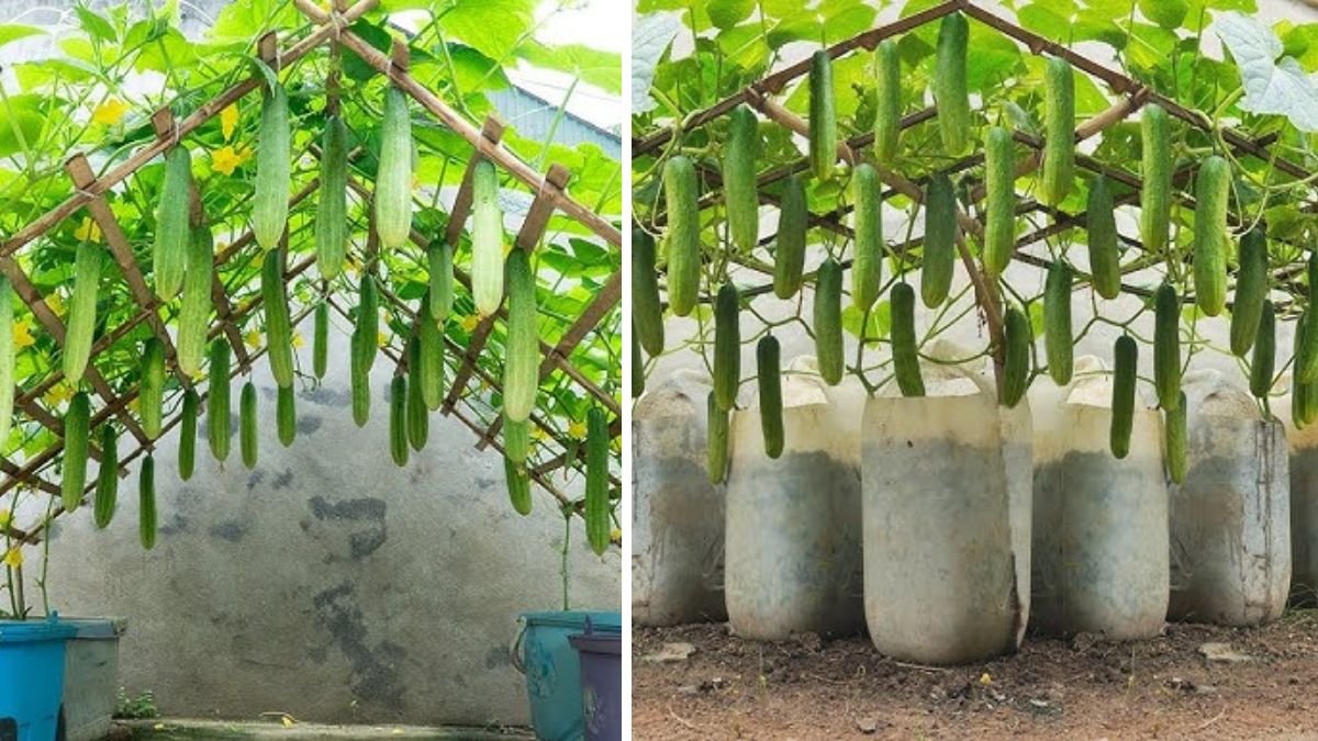 No Need for a Garden — Growing King Cucumbers at Home Gives a Lot of Fresh Harvest