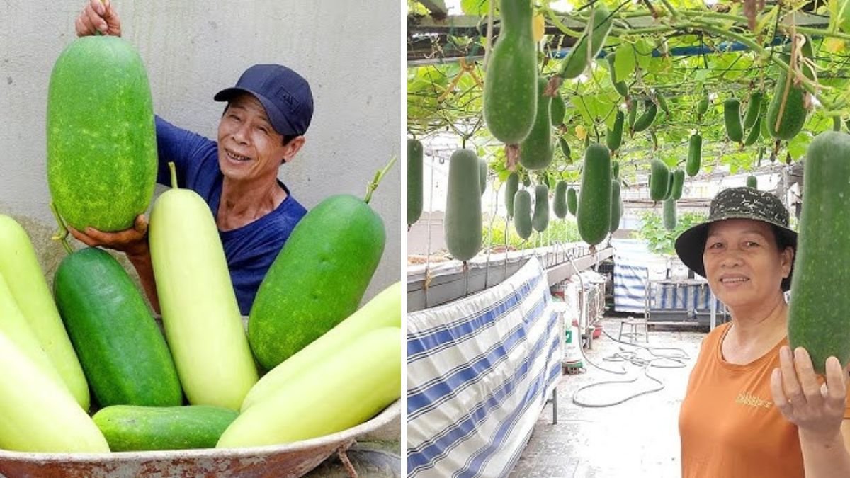 Grow Squash at Home Using Sacks for High Yield Without a Garden