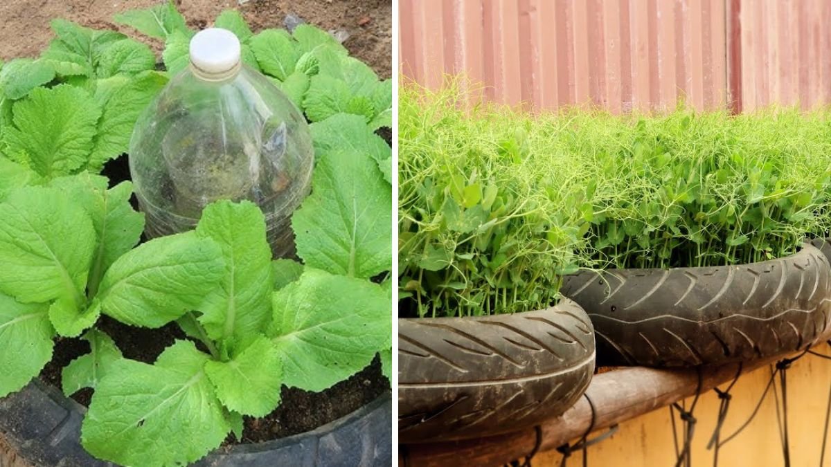 How to Use Old Tires to Grow Vegetables at Home