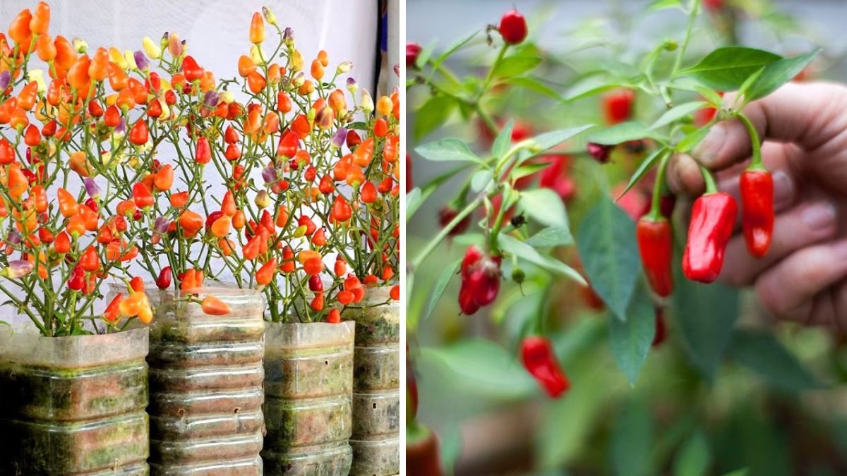 I Did Not Expect That Growing Chili on the Balcony Is So Fruitful