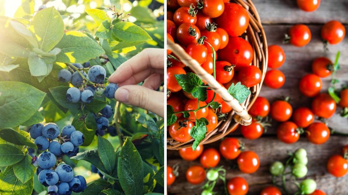 Grow Too Much Delicious Fruit at Home Easily — Surprisingly High Yields