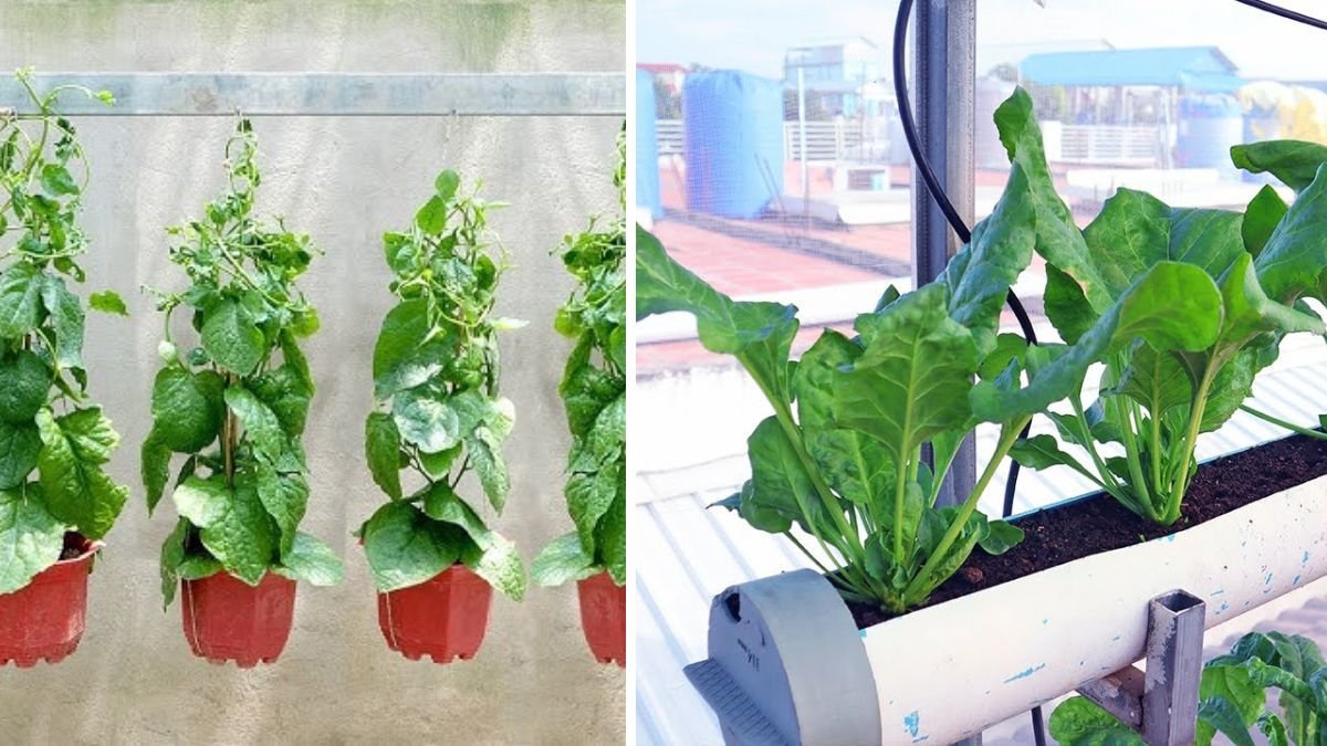 Growing Spinach at Home Without a Garden: Easy, Fast, and Fresh