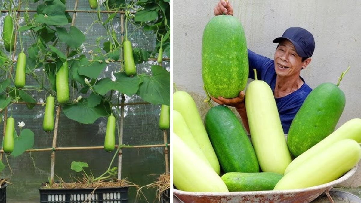 How to Grow Super‑Giant Squash at Home Without Getting Hand‑Tired