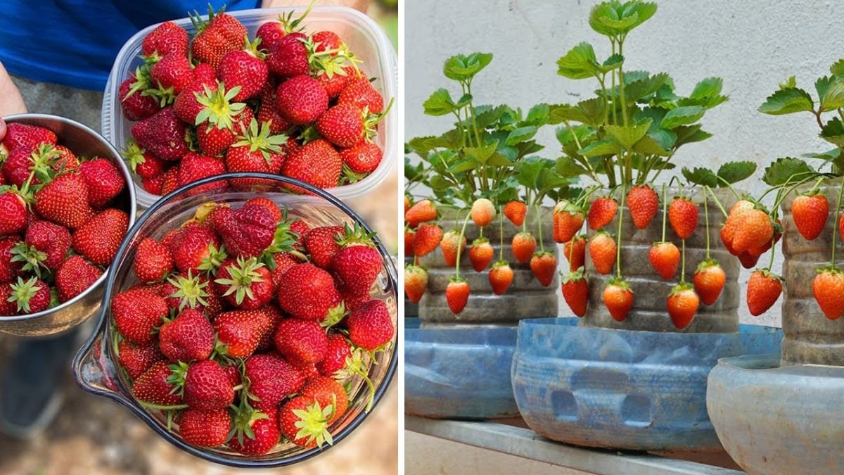 Growing Strawberries from Seeds in 2026: Proven Tips for Bumper Harvests