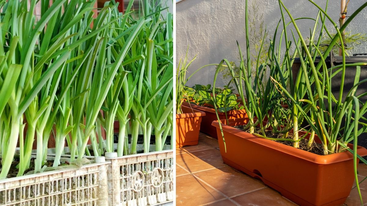 Easy and High Yield Tips for Growing Leeks at Home: A Complete Guide for Beginners