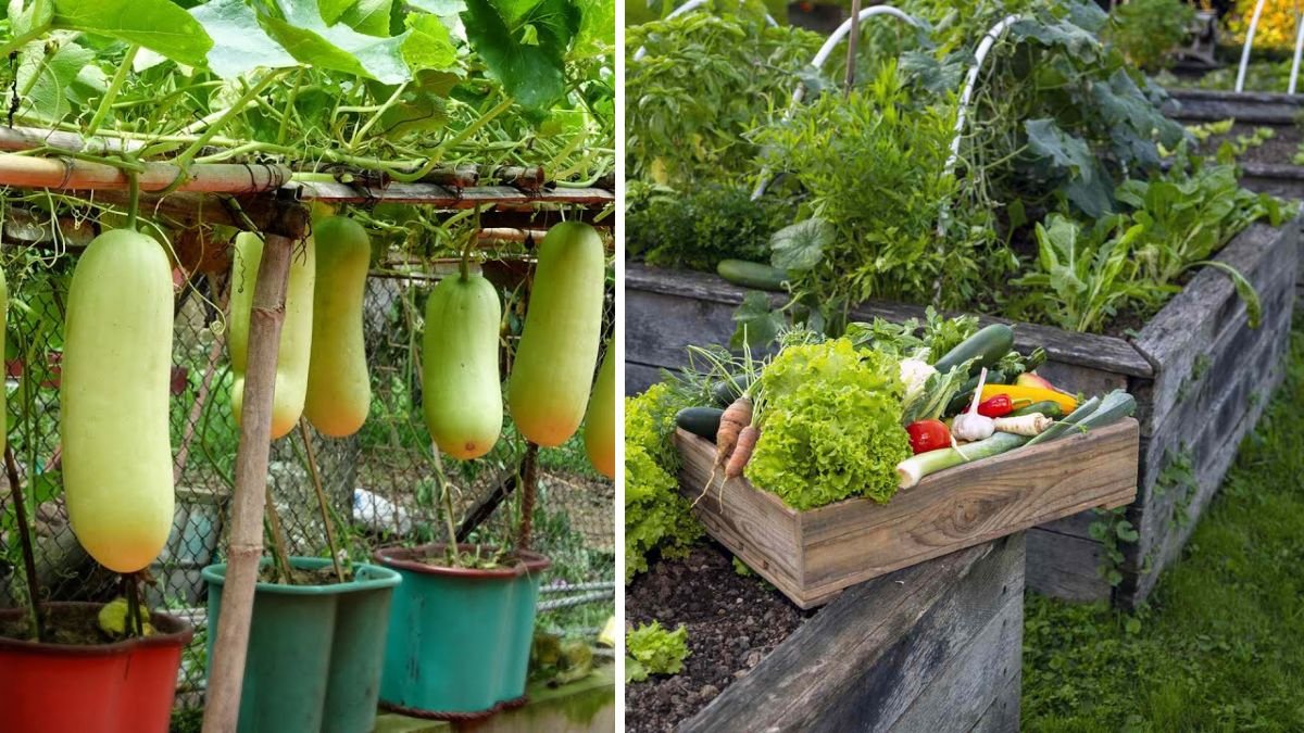 Unexpectedly, Growing at Home Is So Easy and So Many Fruits — No Need for a Big Garden!