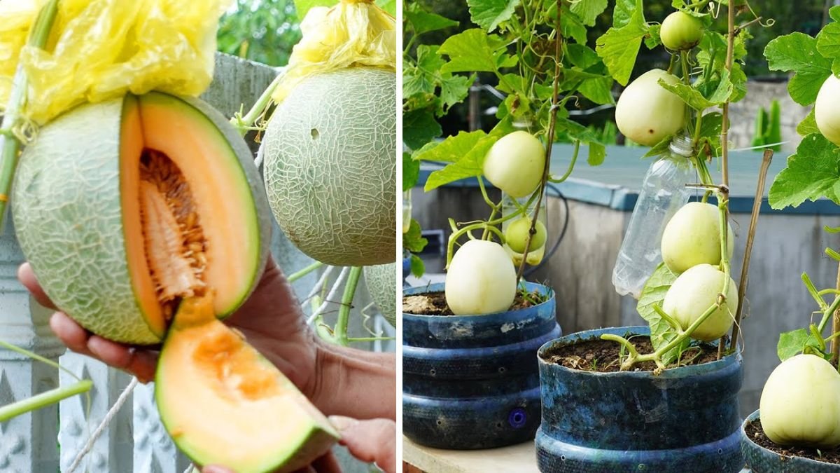How to Grow Super Delicious Specialty Melons on Your Balcony: Expert Tips for Container Gardening