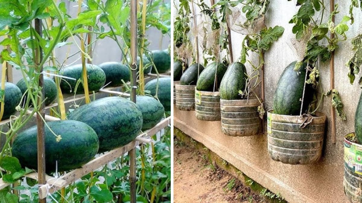 No Garden? No Problem! How Growing Watermelon with Simple Tools Can Feed Your Family