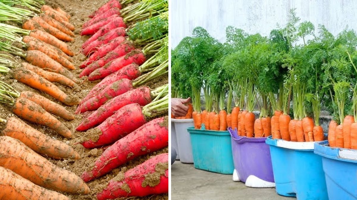 I Tried And Succeeded: Simple And Low Cost Home Growing Carrots
