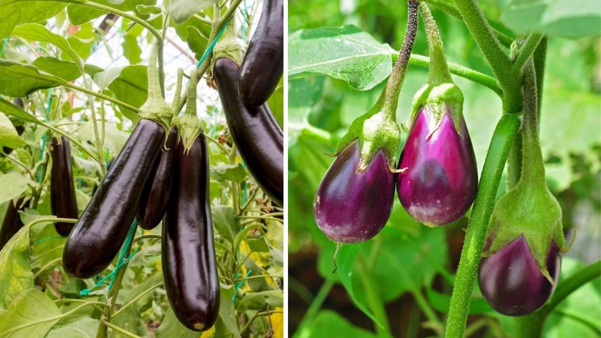 Discover the Power of American Eggplant & Fruits — Eat This Way Now for Better Health