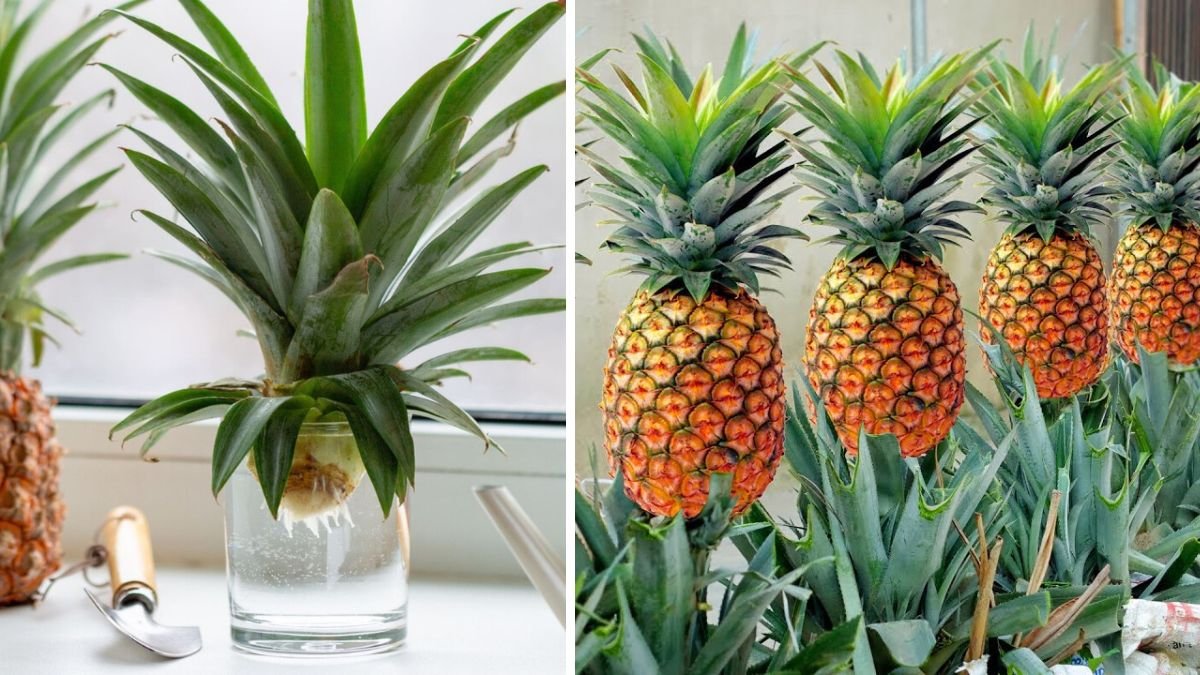 10 Proven Tips to Grow Pineapple Super Fast from Discarded Tops
