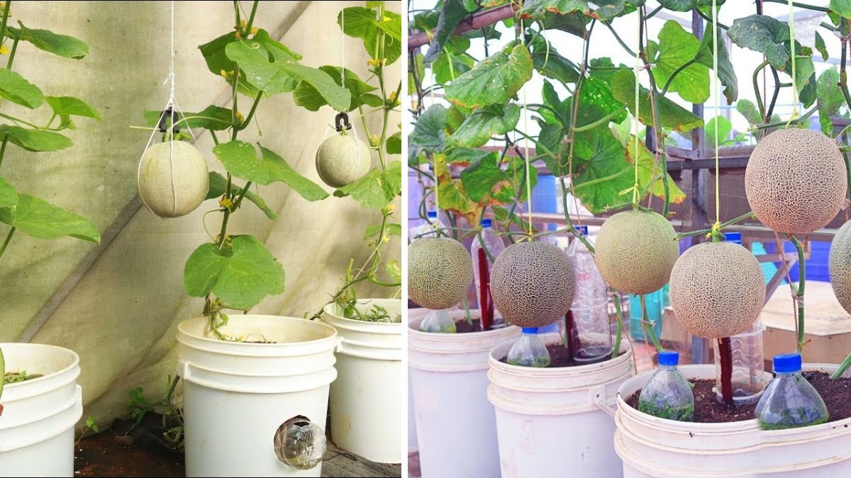 Complete Guide to Growing Cantaloupe at Home for High Yield and Big Fruit
