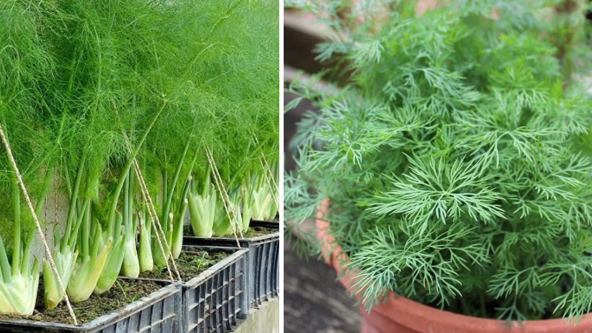 Grow & Harvest Dill at Home in Just 1 Month: Proven Tips for Fast Success