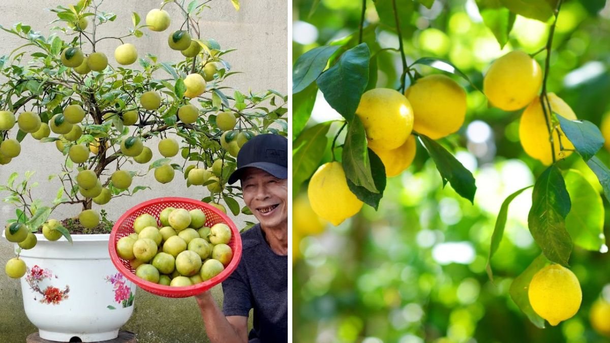 I Never Have To Buy Lemons Again — How to Always Have Fresh Lemons to Eat