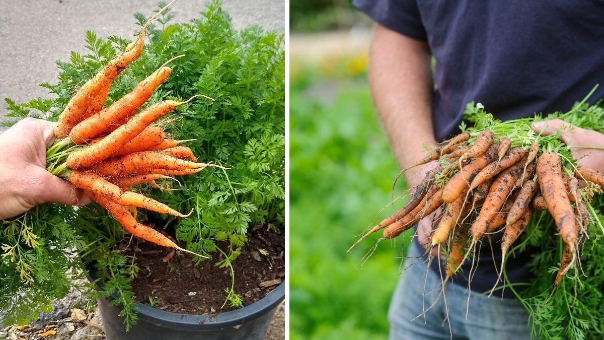 How To Grow Carrots At Home Very Simple – Clean, Fresh Carrots Every Season