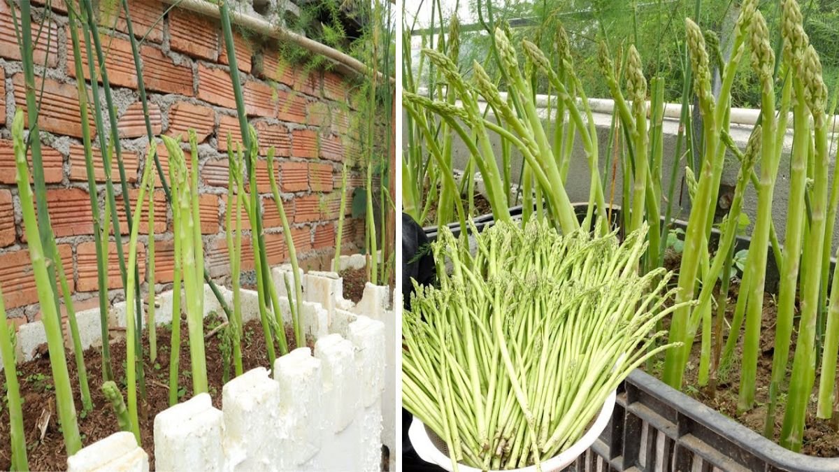 The Ultimate Guide to Growing Asparagus at Home: Most Productive and Effective Techniques