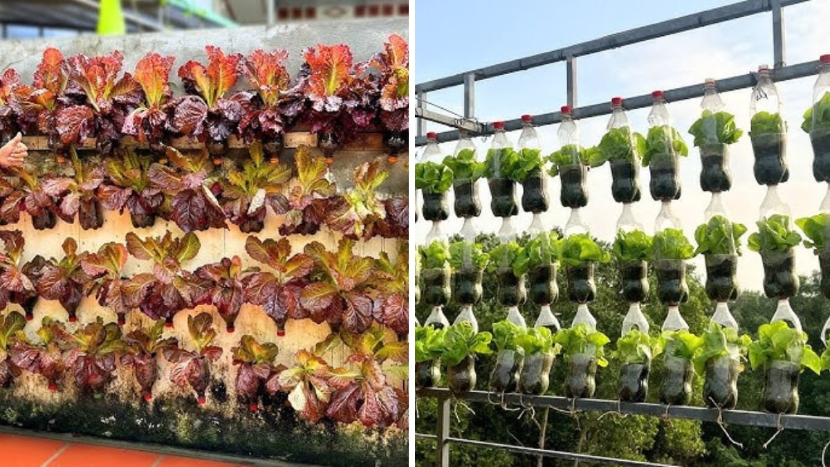 The Secret of Growing Vegetables Vertically That No One Expected