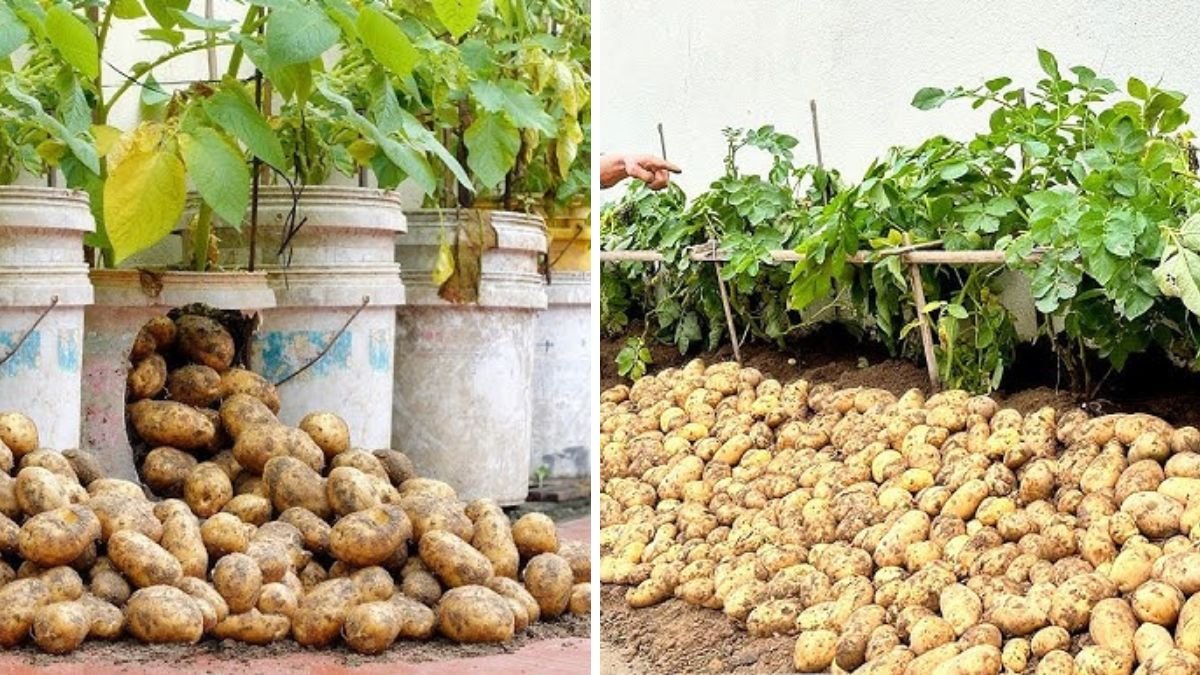 Growing Potatoes Is So Easy, Why Didn’t I Know It Earlier – High Yield Potato Farming Tips