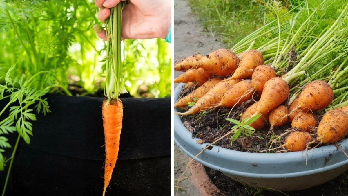 Super Easy Ways To Grow Carrots: Revealing 7 Secrets For High Yields Every Gardener Should Know