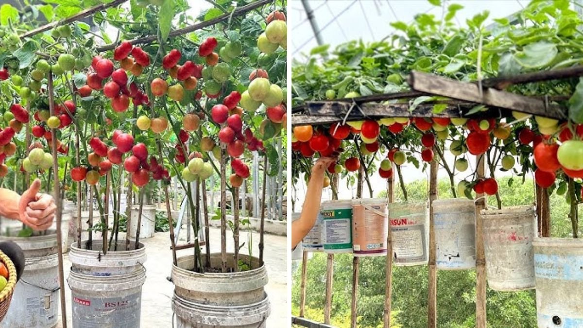 Smart Tips For Growing Potatoes Without Cost, Doubling Yield, And Abundant Tubers