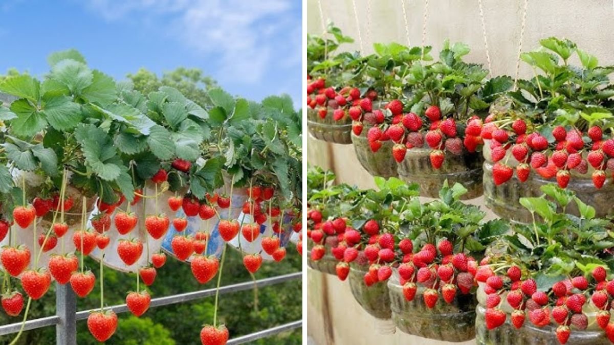 Super Easy Tips to Grow Grapes & Strawberries for Beginners