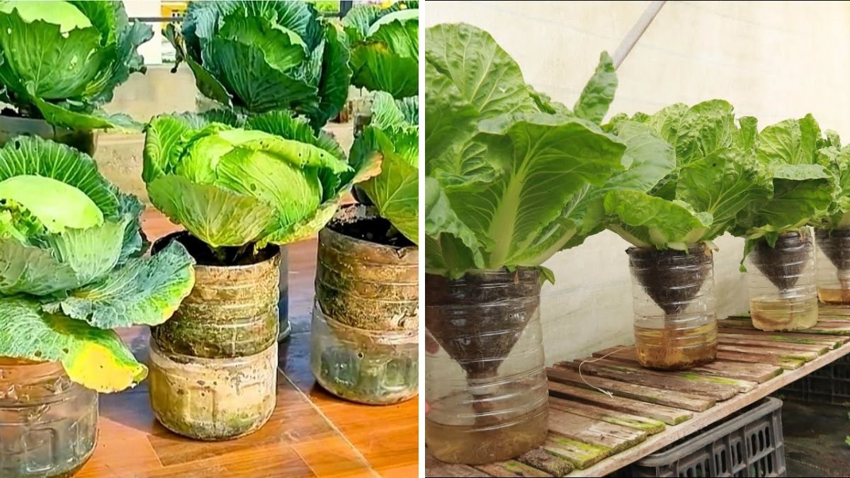 How to Grow Cabbage in Plastic Bottles – The Ultimate 2026 Guide