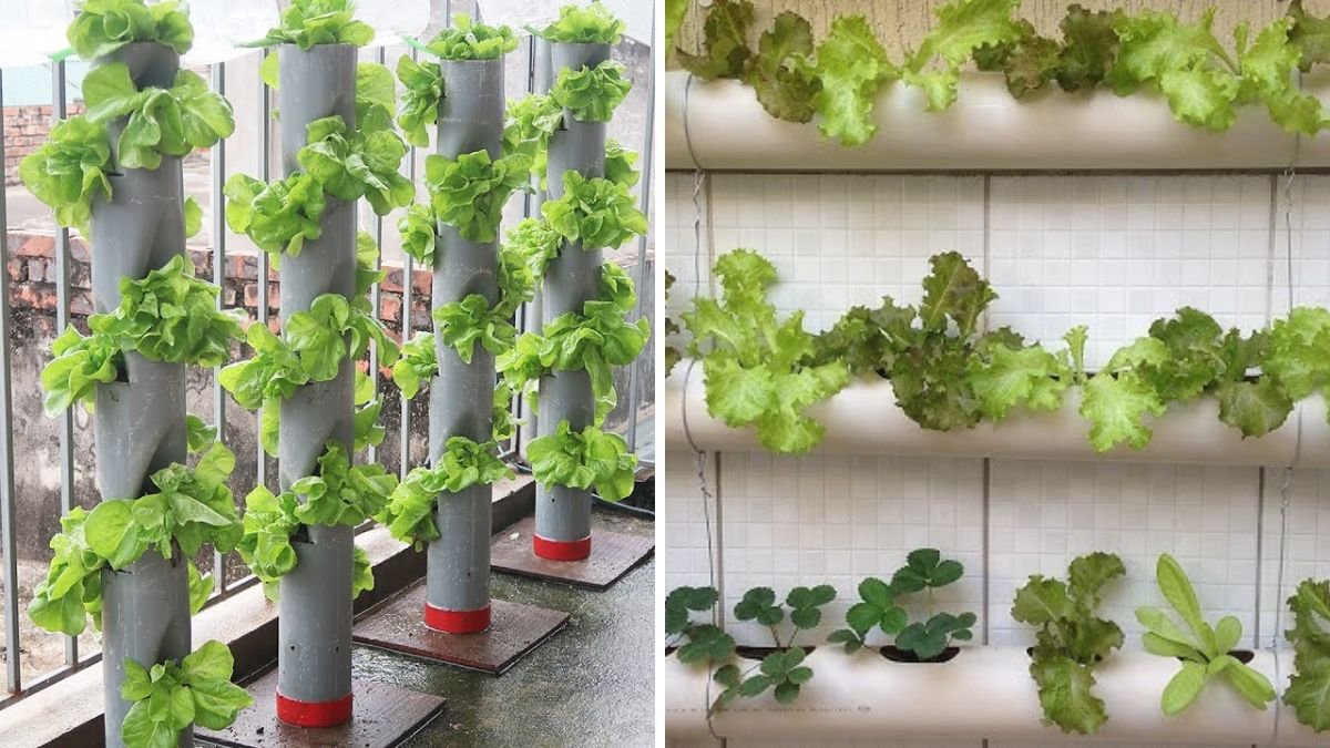Constantly Creative, Growing Vegetables With Water Pipes Is the Future of Urban Farming