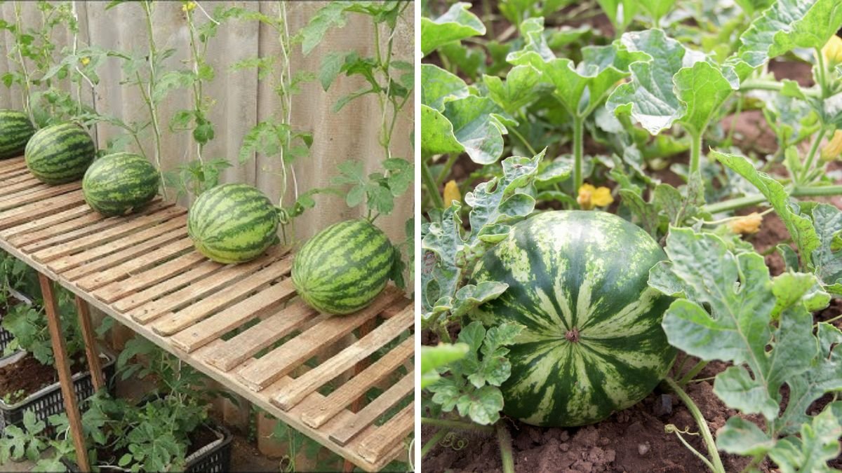 Good Tips Growing Watermelon Early in the Season – Guaranteed Tips for Early Harvest