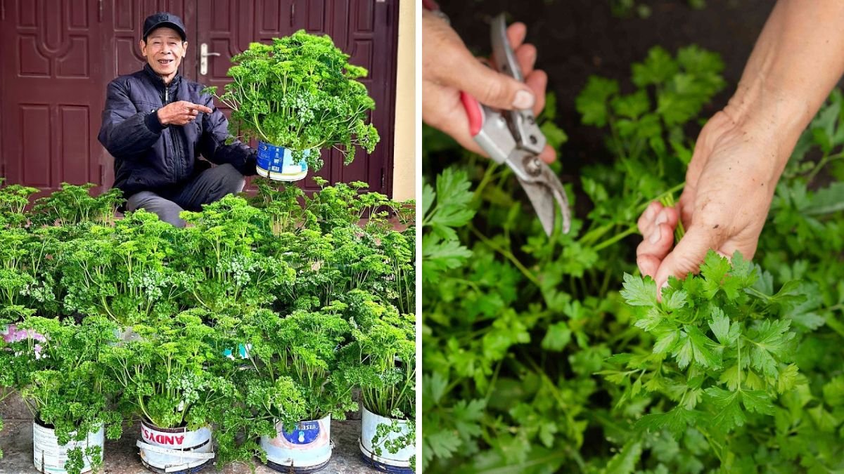 Secret Growing And Harvesting Curly Parsley Continuously – Year‑Round Fresh Herbs