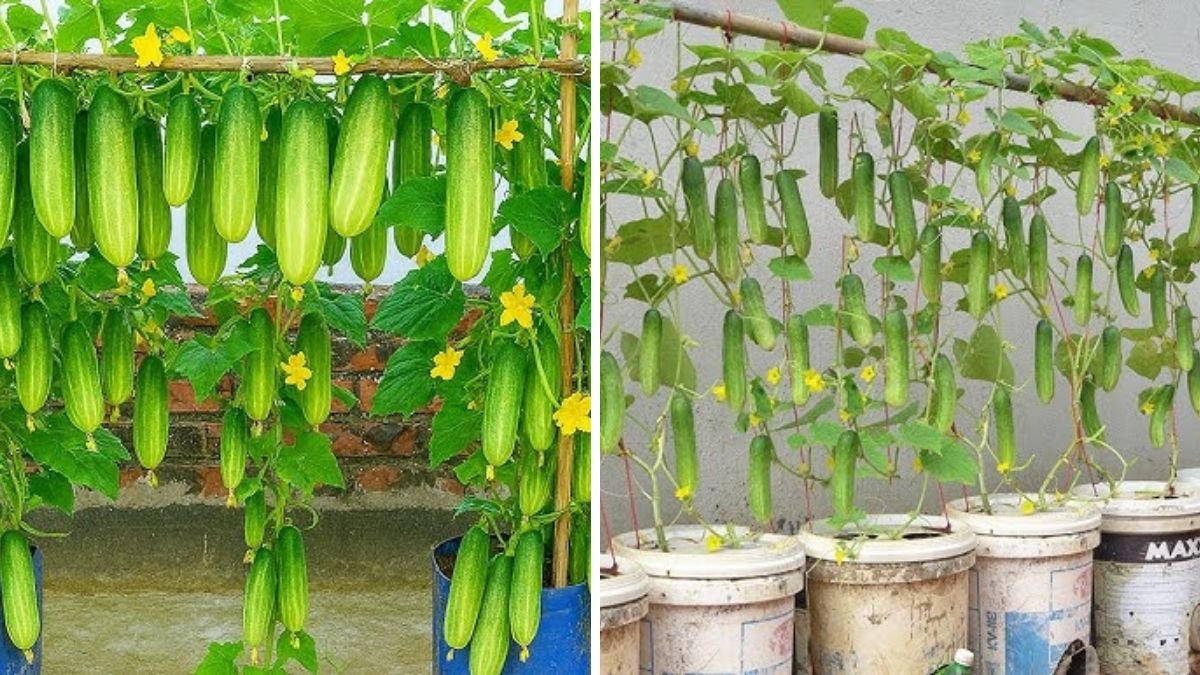 Secret To Growing High Yield Cucumbers In Summer: Proven Tips for Maximum Production