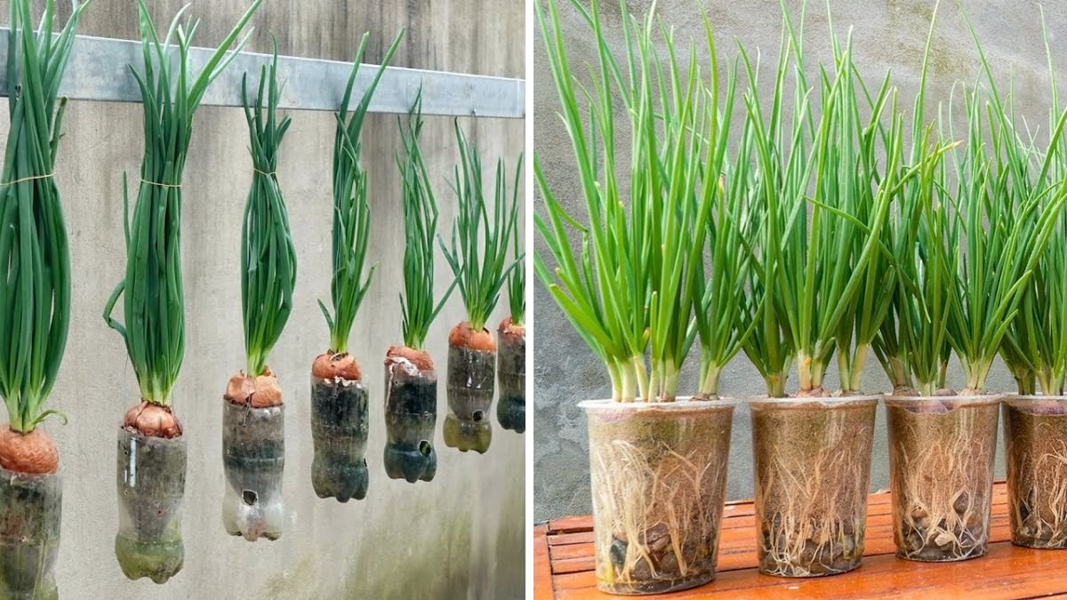 Secret Tips to Successfully Grow Onions Anywhere With Easy Hacks