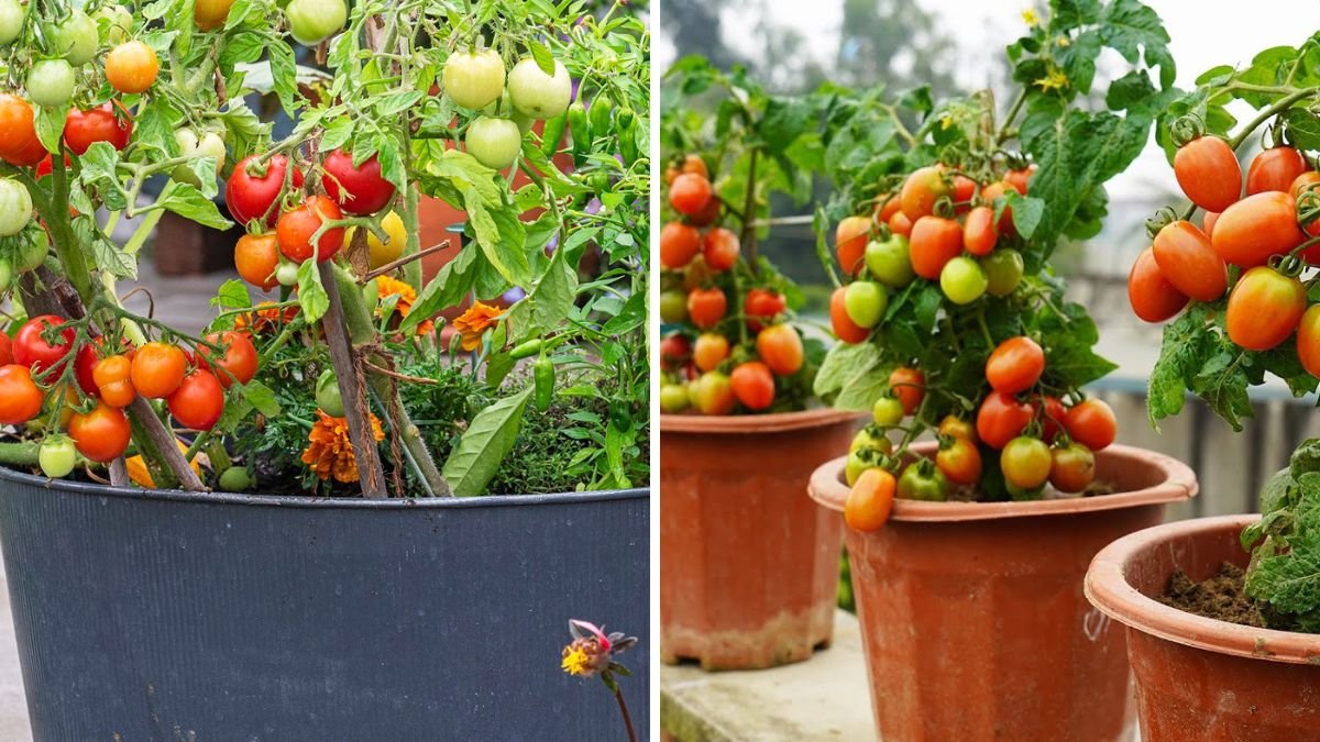 Smart Solution: Tomatoes Bear Fruit Non‑stop When Applying This Trick