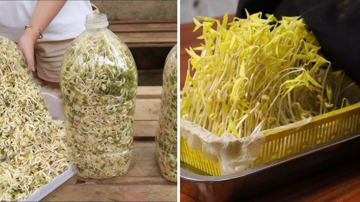 5 Super Easy & Unique Ways to Make Bean Sprouts at Home (Housewives Guide)