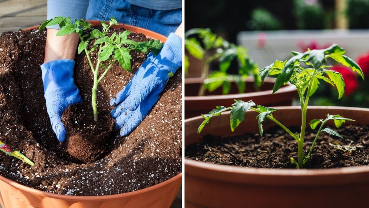 With a Little Soil, Grow Year-Round Bountiful Tomatoes With No Watering: Smart Soil-First Gardening Guide